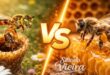 🐝 Apicultura e Meliponicultura: Entenda as Diferenças 4 apicultura meliponicultura