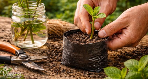 🌿 Como Fazer Muda de Hortelã: Passo a Passo 2 Como fazer muda de hortelã por estaquia