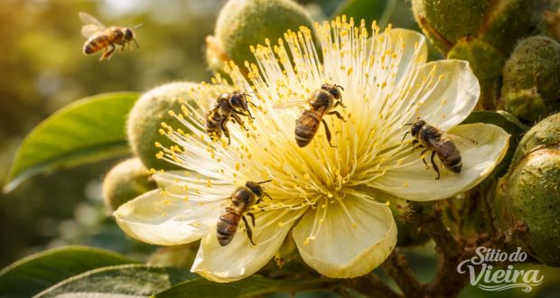🌳 Caryocar brasiliense: 9 Benefícios do Pequi 2 Caryocar brasiliense